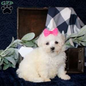 Sandi, Maltese Mix Puppy