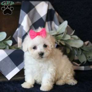Sandi, Maltese Mix Puppy