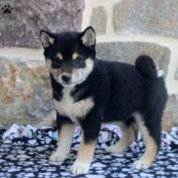Sandy, Shiba Inu Puppy