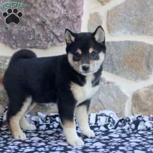 Sandy, Shiba Inu Puppy