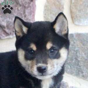 Sandy, Shiba Inu Puppy