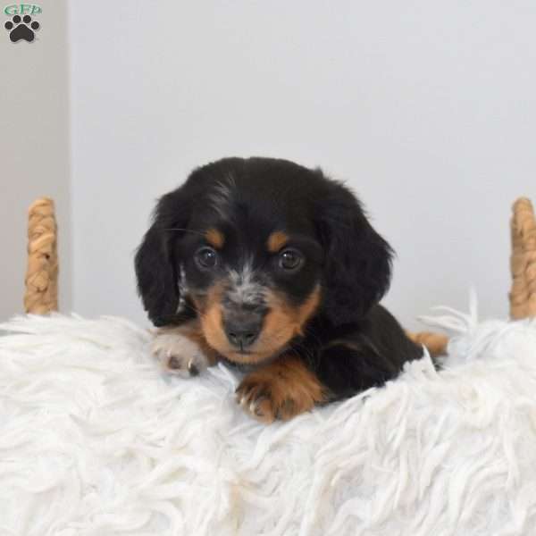 Sarge, Dachshund Puppy