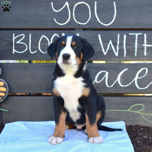 Sarge, Greater Swiss Mountain Dog Puppy