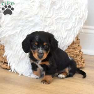 Sarge, Dachshund Puppy