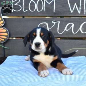 Sarge, Greater Swiss Mountain Dog Puppy