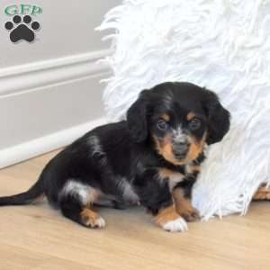 Sarge, Dachshund Puppy