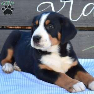 Sarge, Greater Swiss Mountain Dog Puppy