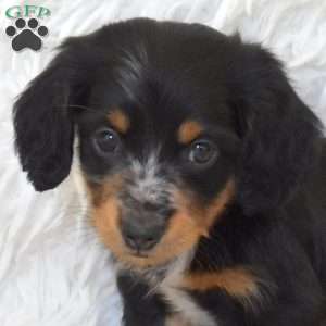 Sarge, Dachshund Puppy
