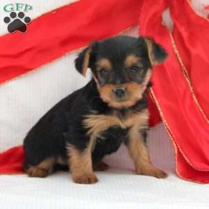 Sari-Teacup, Yorkie Puppy