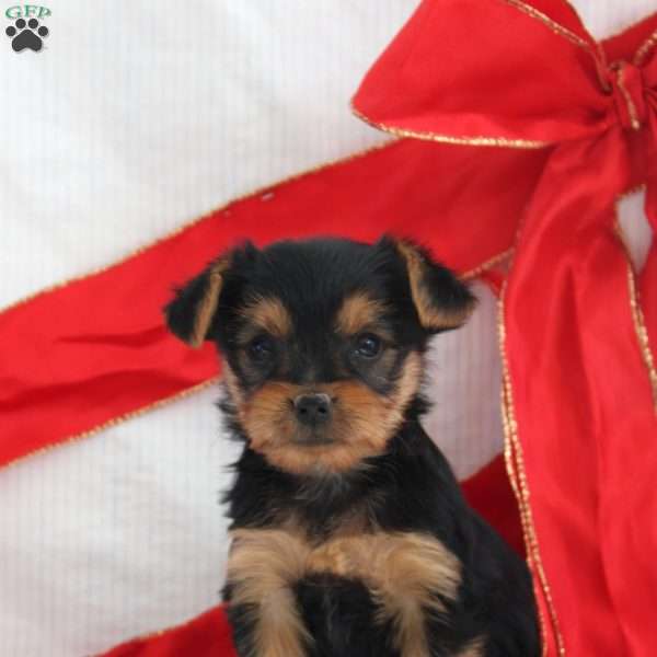 Sari-Teacup, Yorkie Puppy