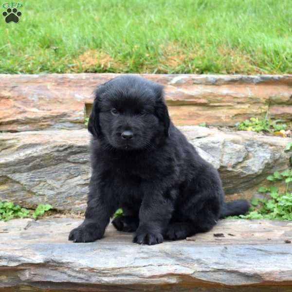 Sasha, Newfoundland Puppy