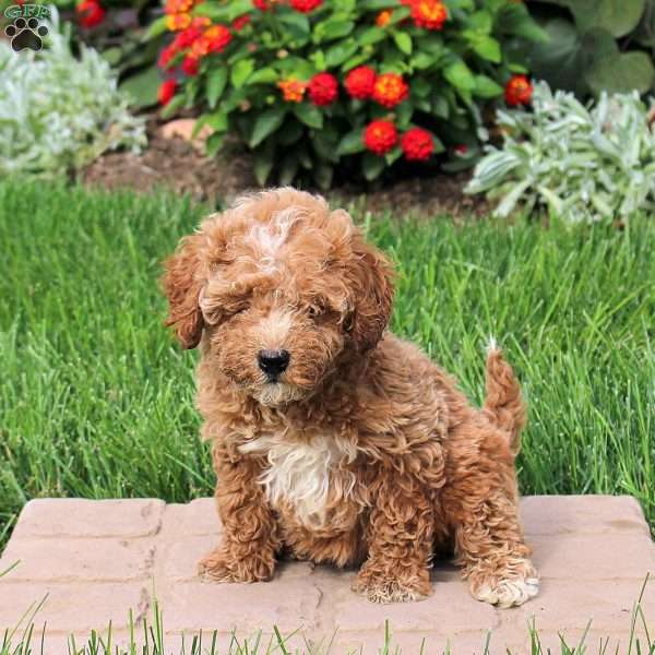 Sasha, Mini Goldendoodle Puppy
