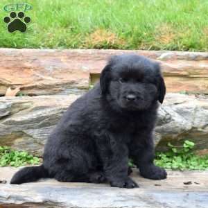 Sasha, Newfoundland Puppy