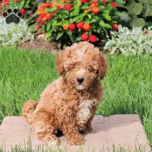 Sasha, Mini Goldendoodle Puppy