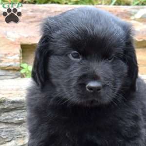 Sasha, Newfoundland Puppy