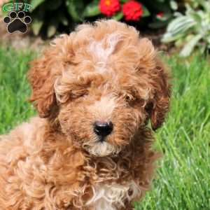 Sasha, Mini Goldendoodle Puppy