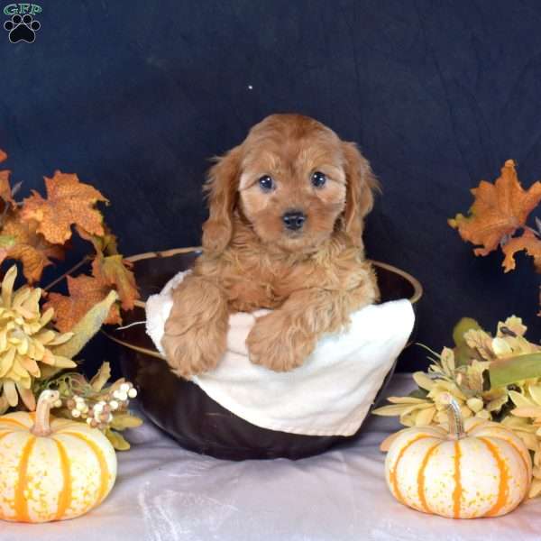 Savannah, Cavapoo Puppy