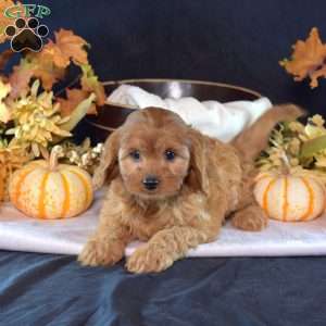 Savannah, Cavapoo Puppy