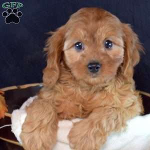 Savannah, Cavapoo Puppy
