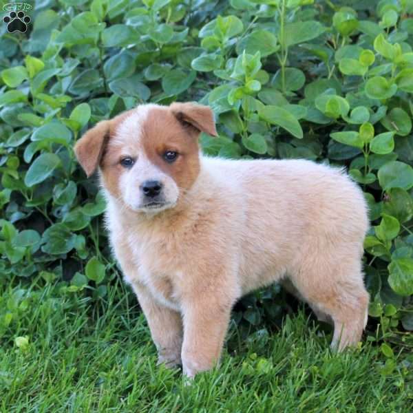 Saylor, Blue Heeler – Australian Cattle Dog Puppy