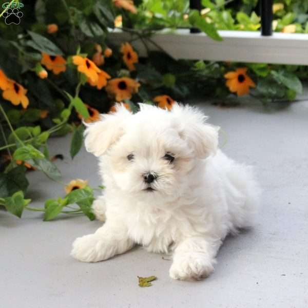 Saylor, Maltese Mix Puppy