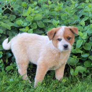 Saylor, Blue Heeler – Australian Cattle Dog Puppy
