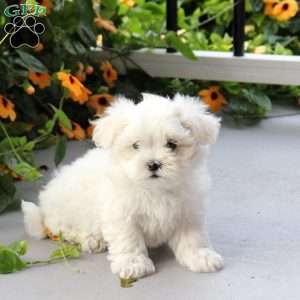 Saylor, Maltese Mix Puppy