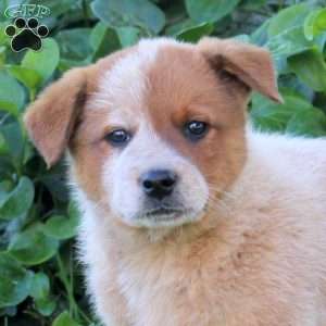 Saylor, Blue Heeler – Australian Cattle Dog Puppy