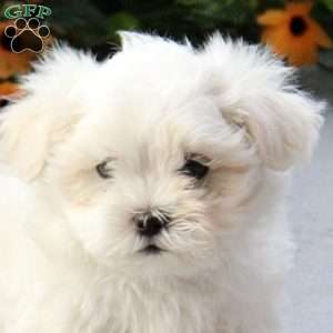 Saylor, Maltese Mix Puppy