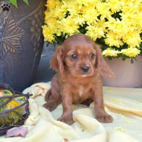 Scarlet, Cavalier King Charles Spaniel Puppy