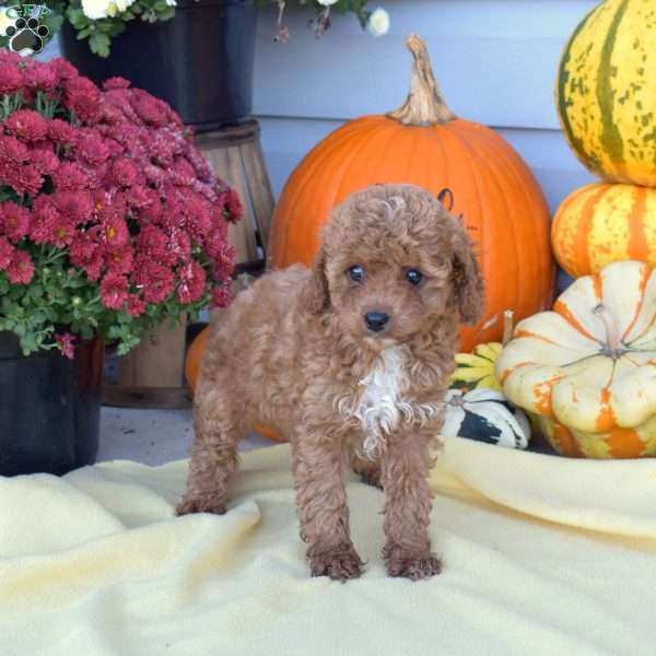 Scarlet, Cockapoo Puppy