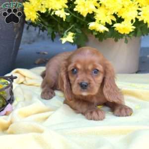 Scarlet, Cavalier King Charles Spaniel Puppy