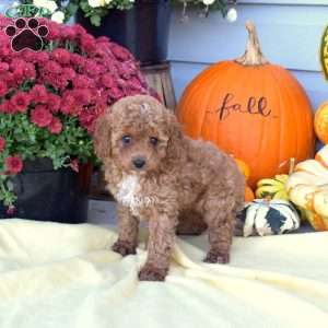 Scarlet, Cockapoo Puppy