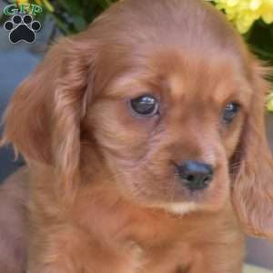 Scarlet, Cavalier King Charles Spaniel Puppy