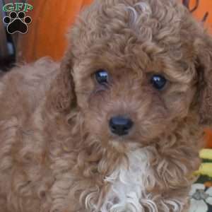 Scarlet, Cockapoo Puppy