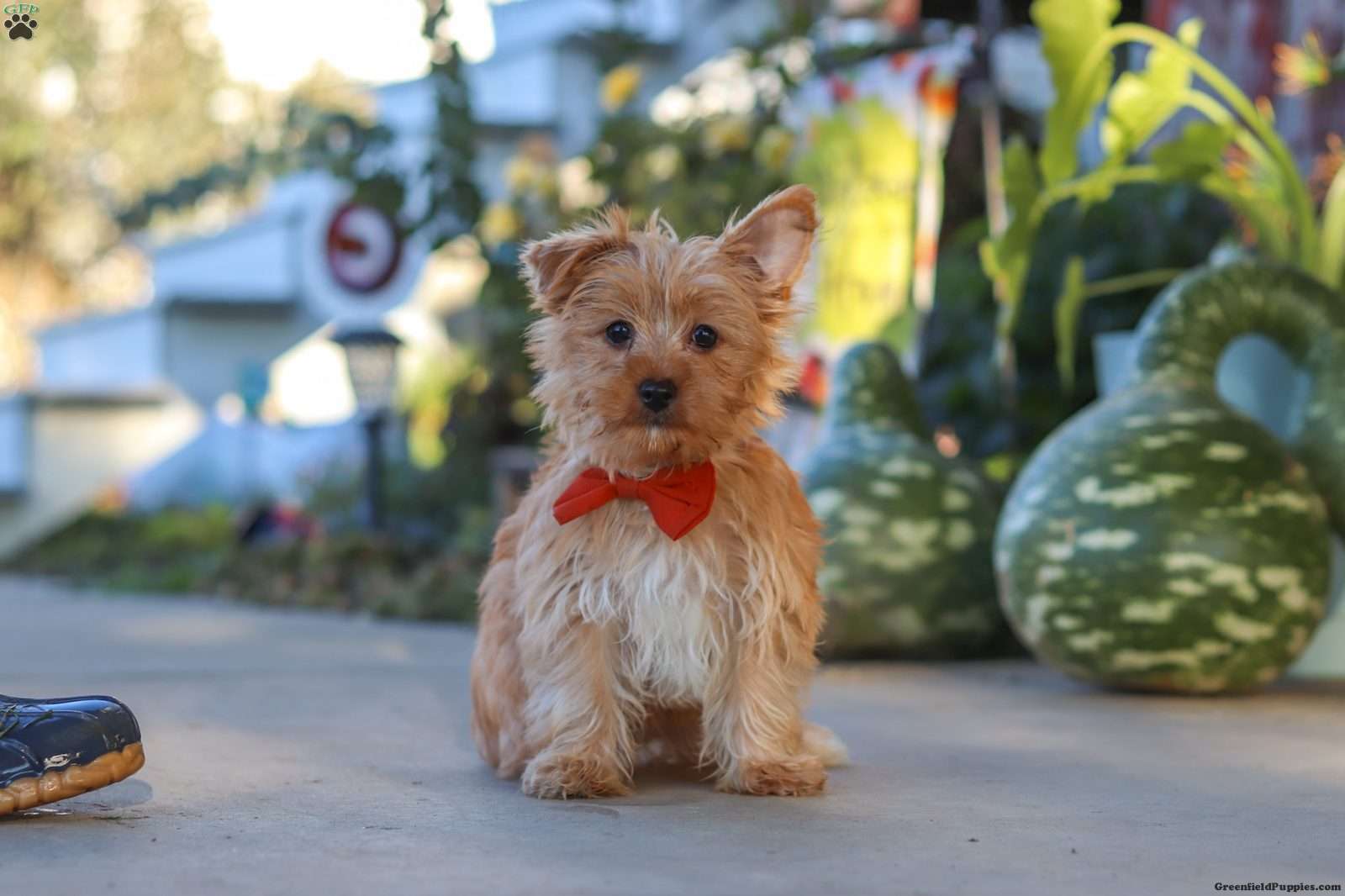 Scooter (Yorkshire Terrier, Male) in Baltic, OH