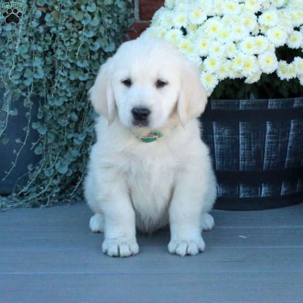 Scooter, English Cream Golden Retriever Puppy