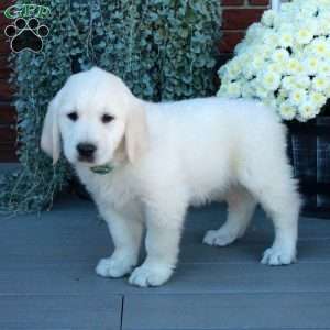 Scooter, English Cream Golden Retriever Puppy