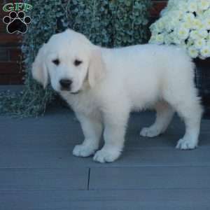 Scooter, English Cream Golden Retriever Puppy