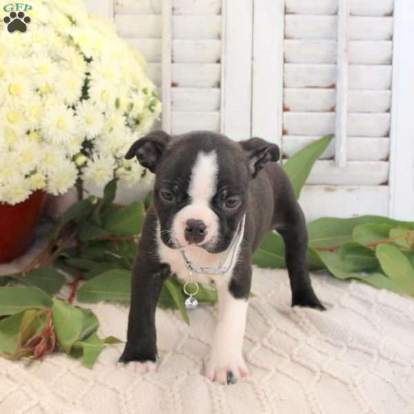 Scott, Boston Terrier Puppy