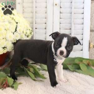 Scott, Boston Terrier Puppy
