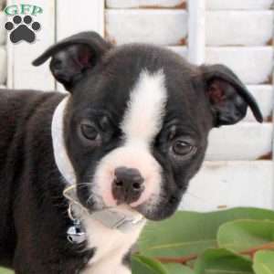 Scott, Boston Terrier Puppy