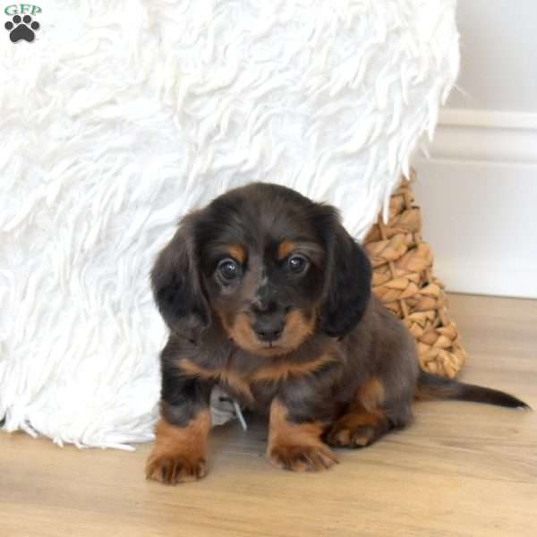 Scout, Dachshund Puppy