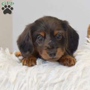 Scout, Dachshund Puppy