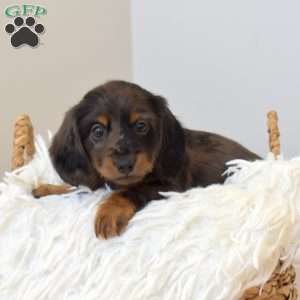 Scout, Dachshund Puppy