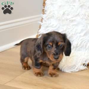 Scout, Dachshund Puppy