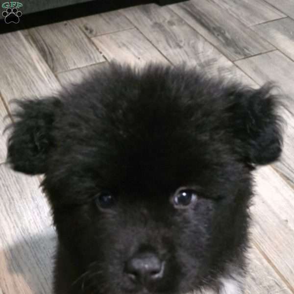 Chanel, Akita Puppy