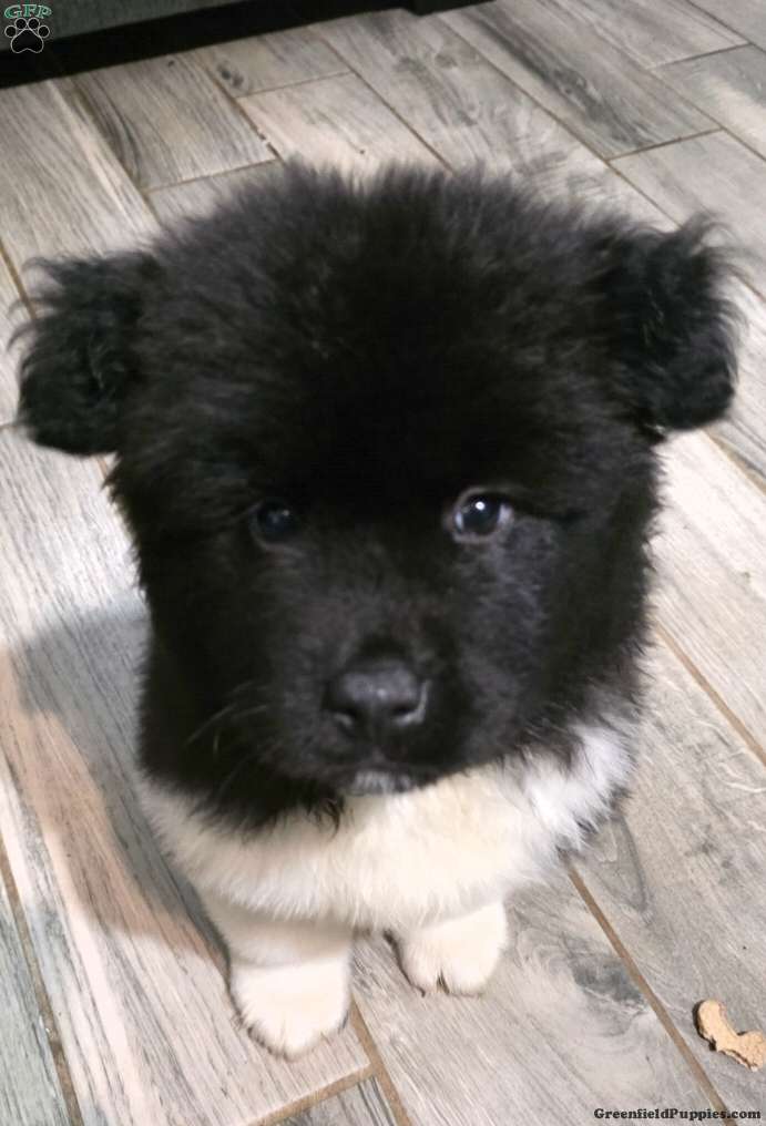 Chanel (Akita, Female) in Oxford, PA