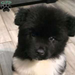 Chanel, Akita Puppy