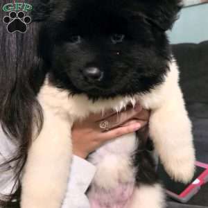 Chanel, Akita Puppy